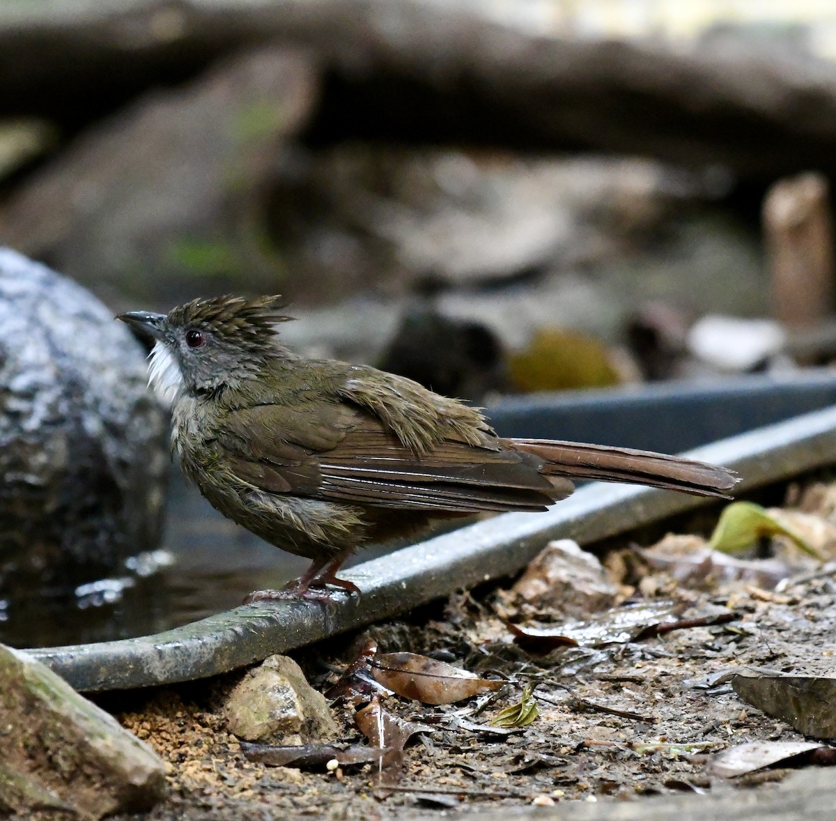 Penan Bulbul - ML640052114