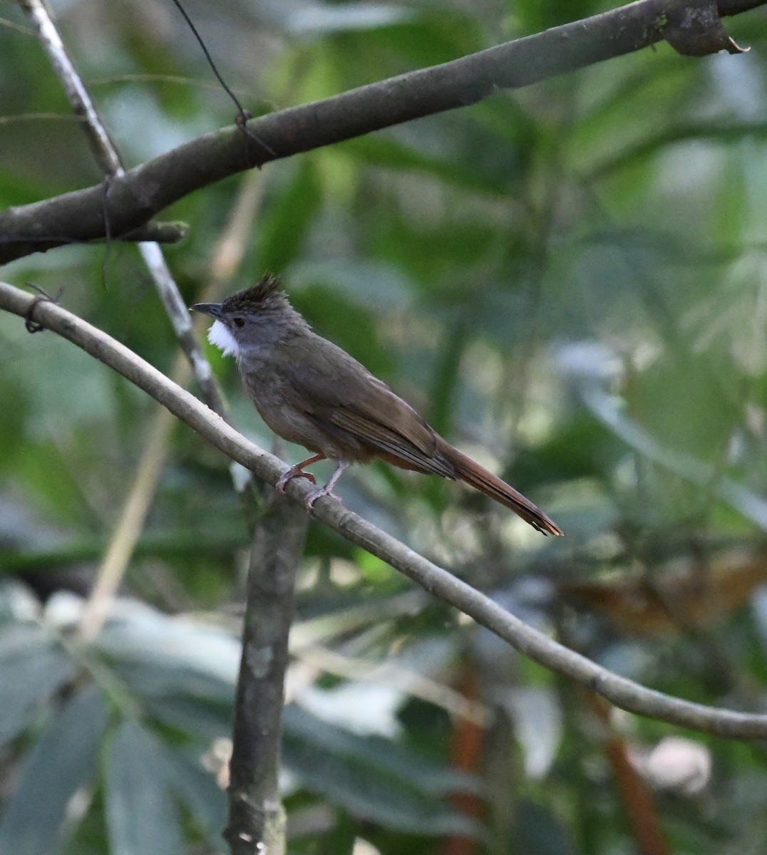 Penan Bulbul - ML640052115