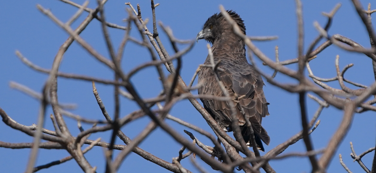 Brown Snake-Eagle - ML640052116