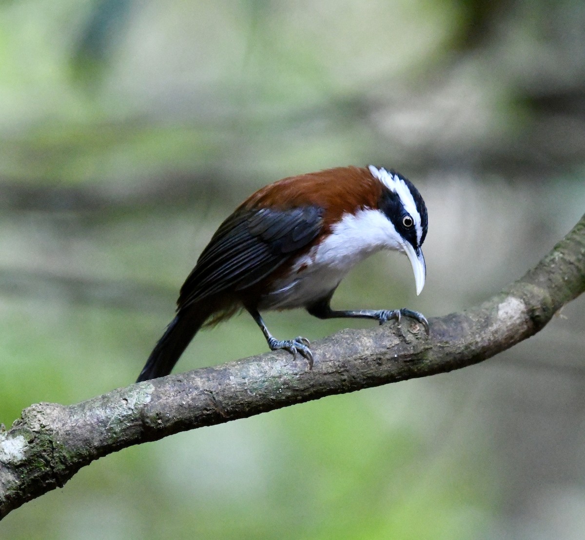 Sunda Scimitar-Babbler - ML640052128