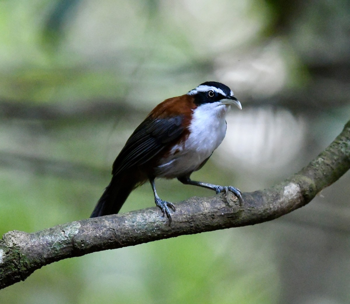 Sunda Scimitar-Babbler - ML640052129
