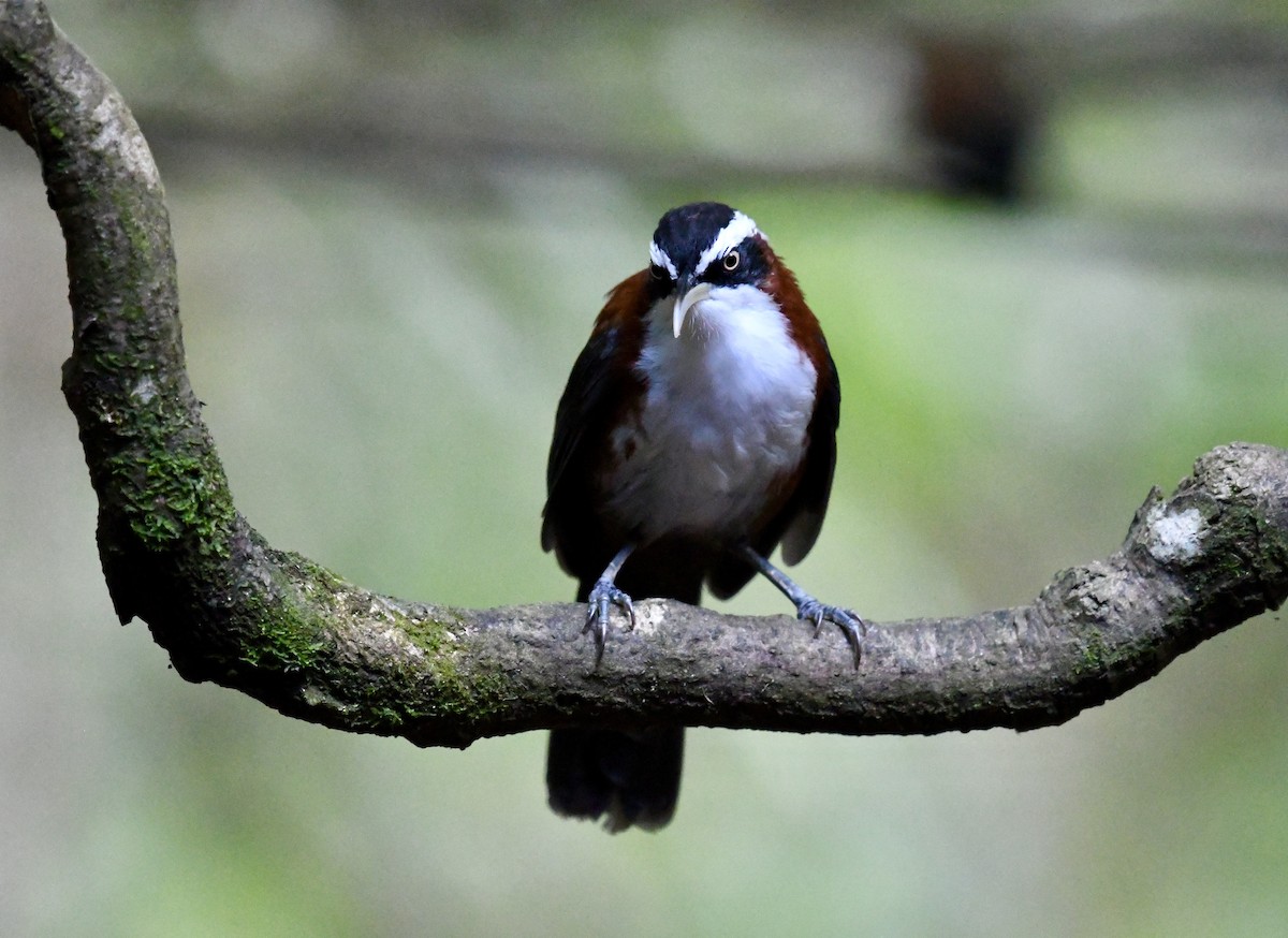 Sunda Scimitar-Babbler - ML640052130