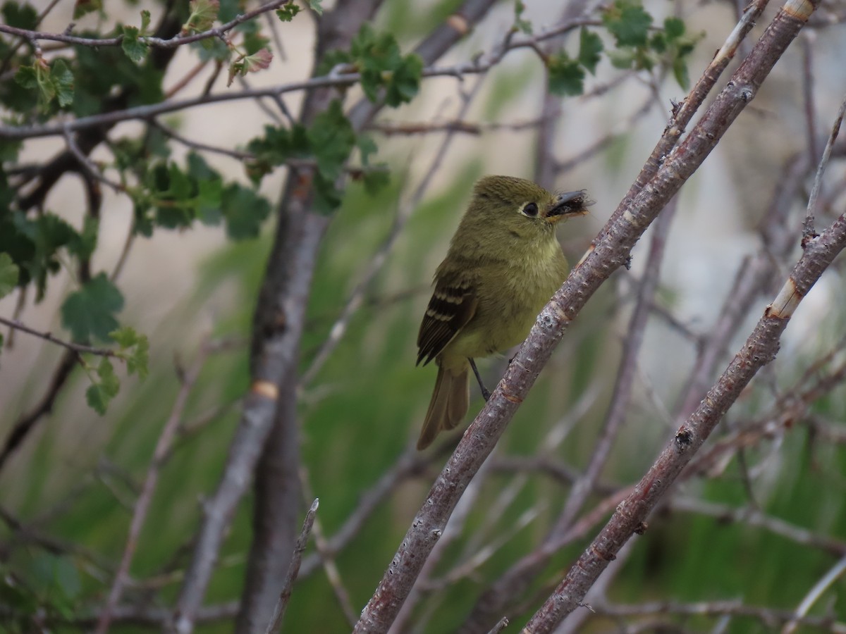 Western Flycatcher - ML640052148