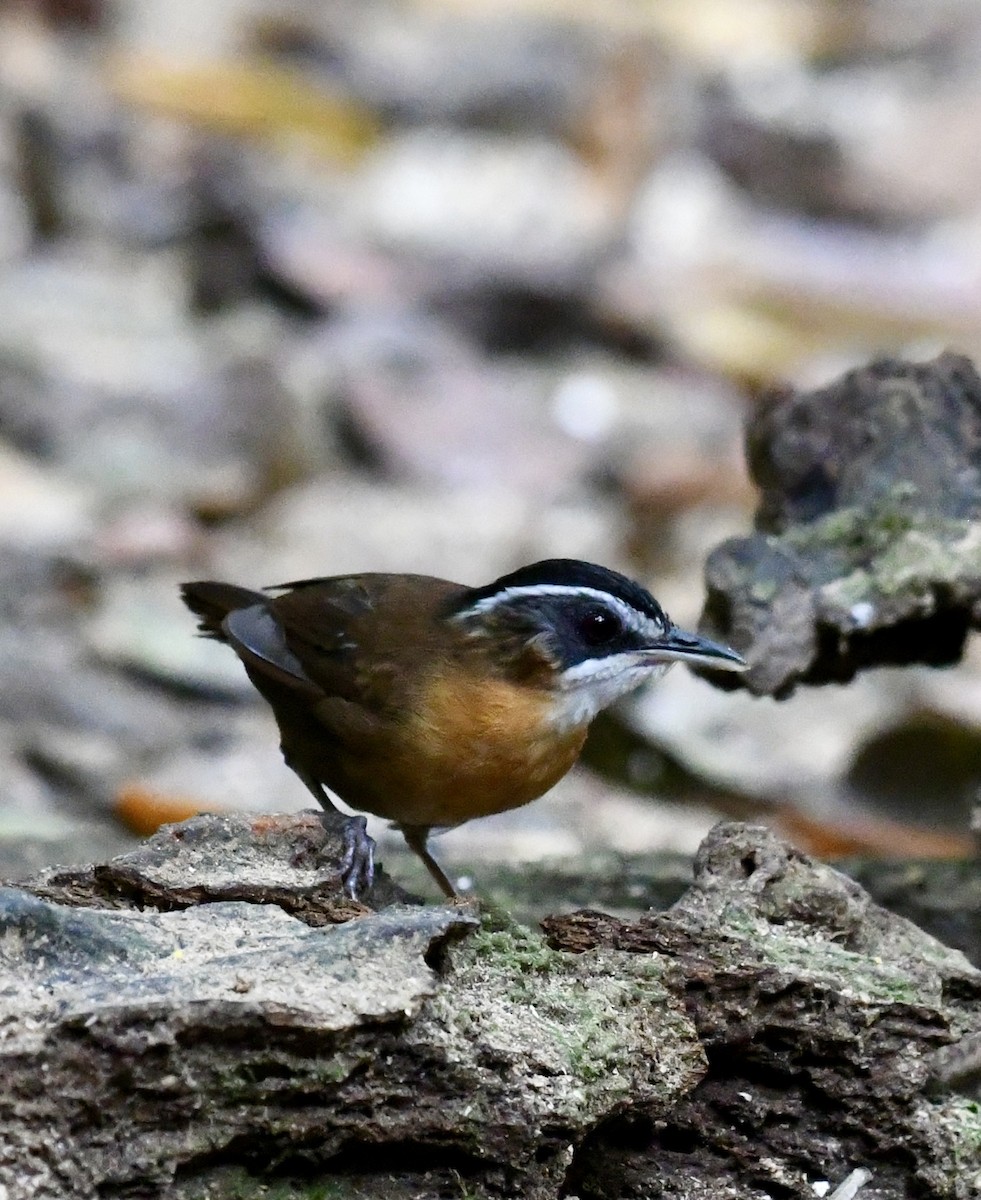 Bornean Black-capped Babbler - ML640052173