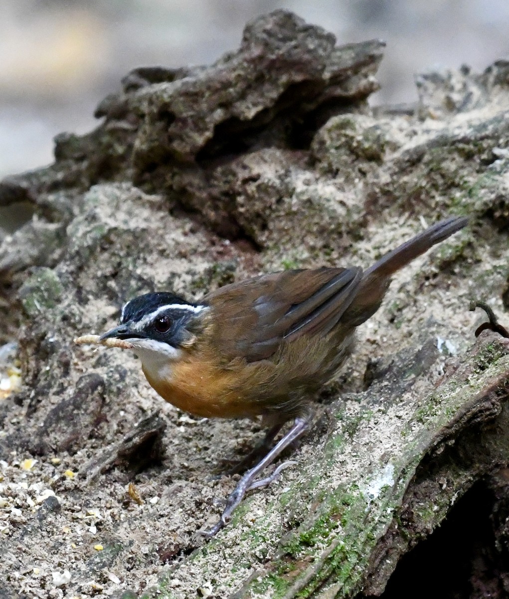 Borneo Ardıçesmeri - ML640052174