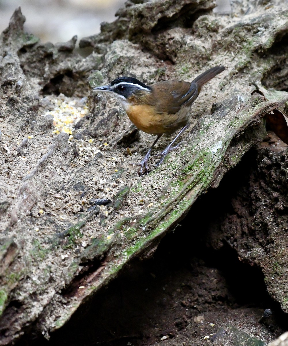 Borneo Ardıçesmeri - ML640052175
