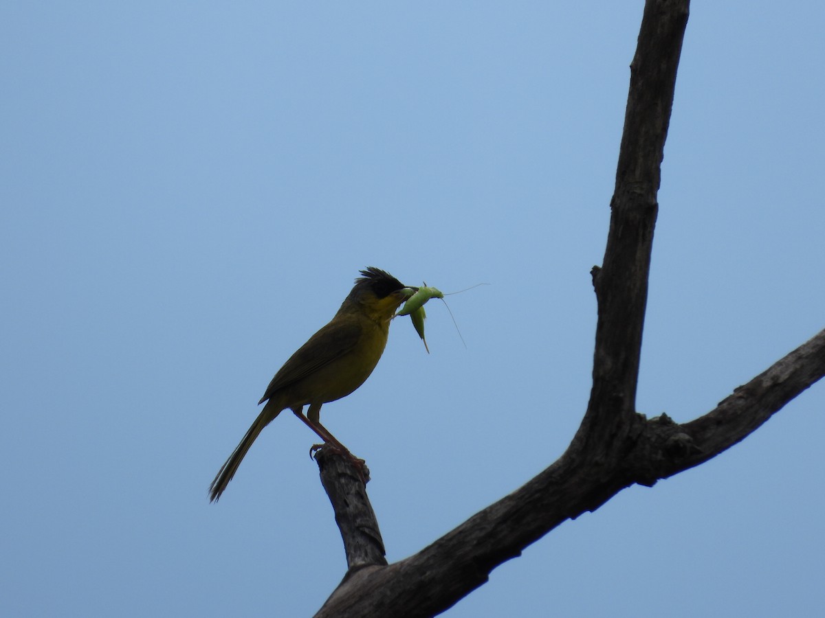 Gray-crowned Yellowthroat - ML640052303