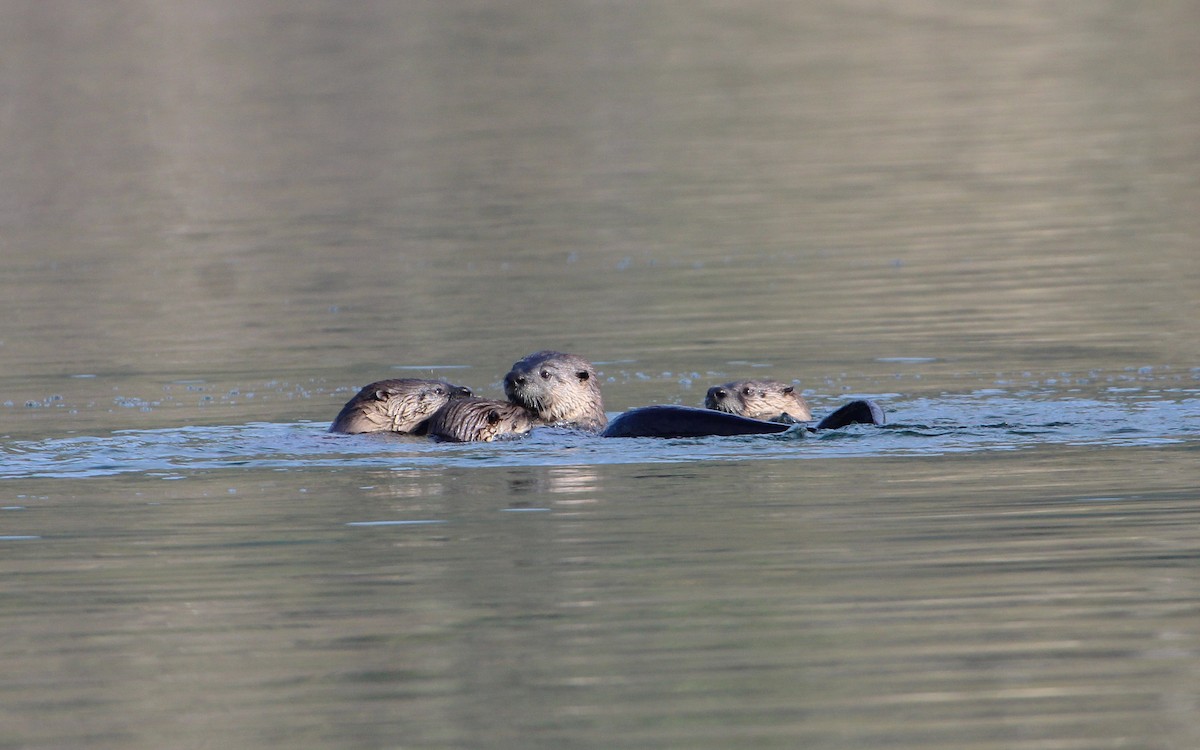 North American River Otter - ML640052368