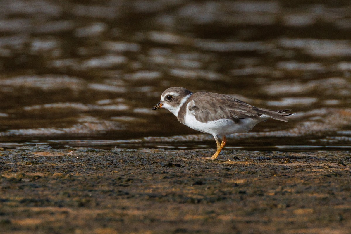 Semipalmated Plover - ML640052373