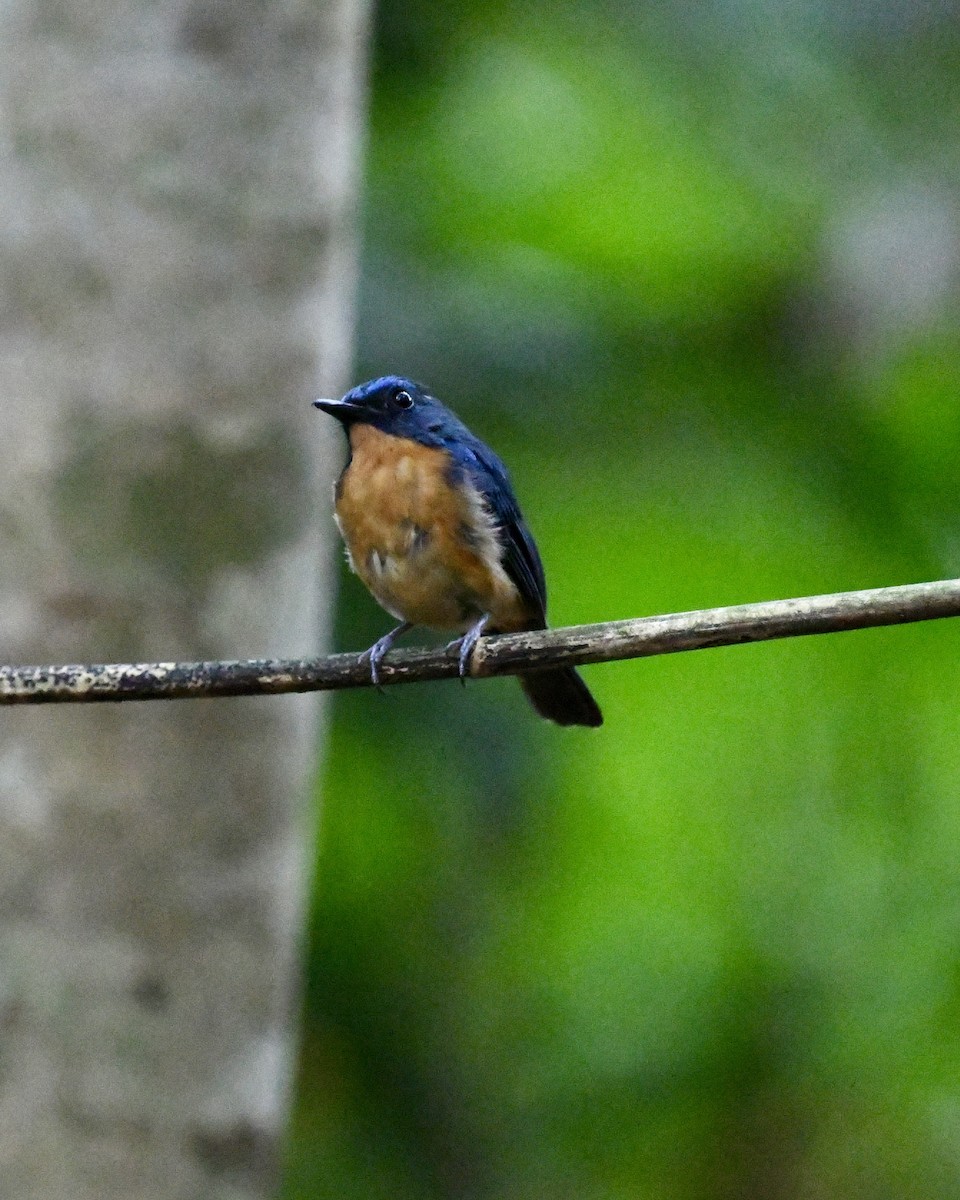 Dayak Blue Flycatcher - ML640052395
