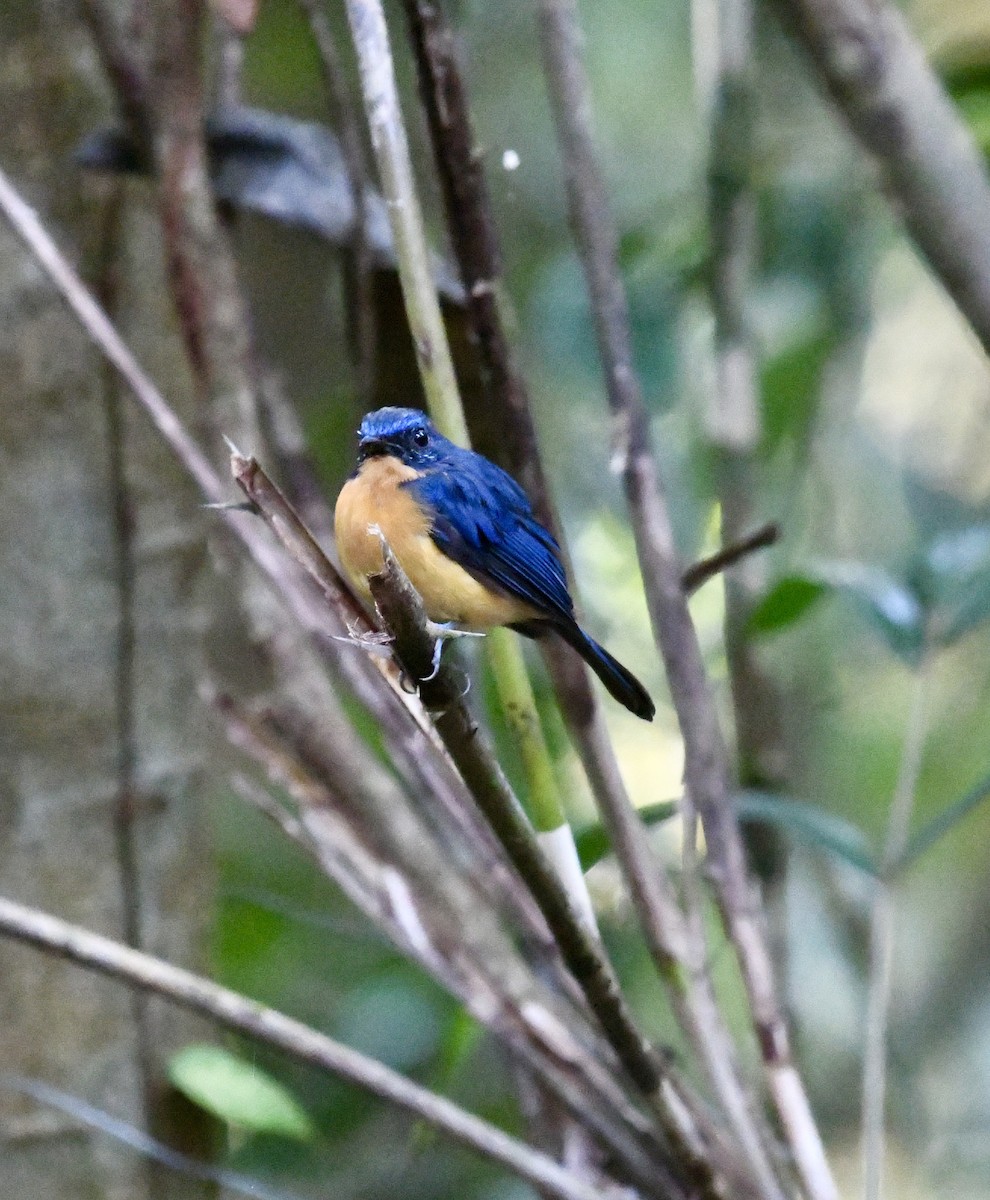 Dayak Blue Flycatcher - ML640052396
