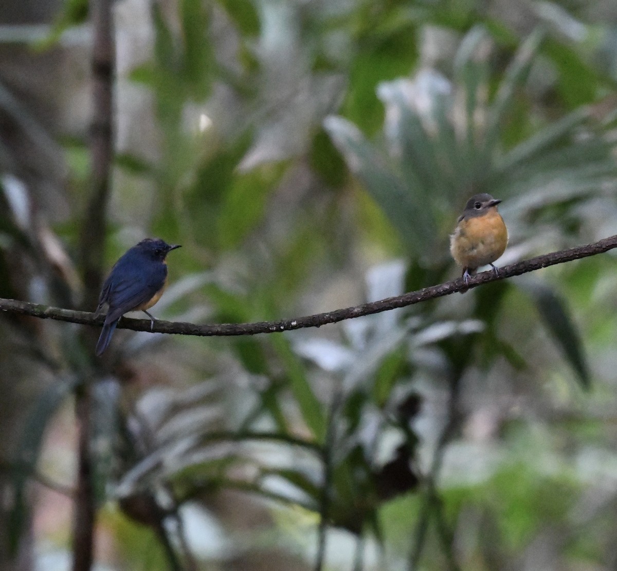 Dayak Blue Flycatcher - ML640052397