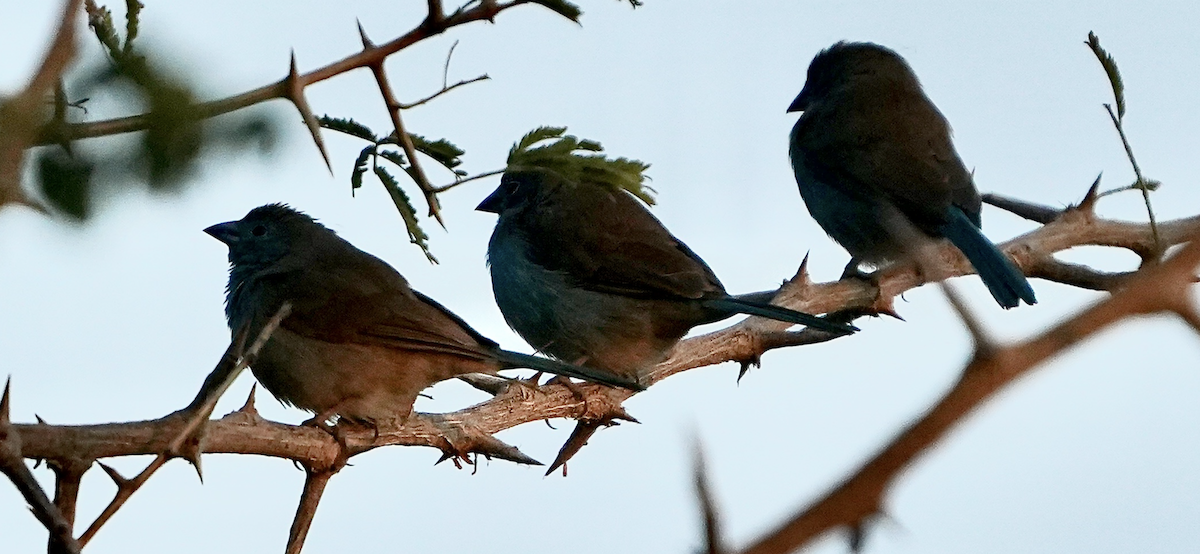 Southern Cordonbleu - ML640052468