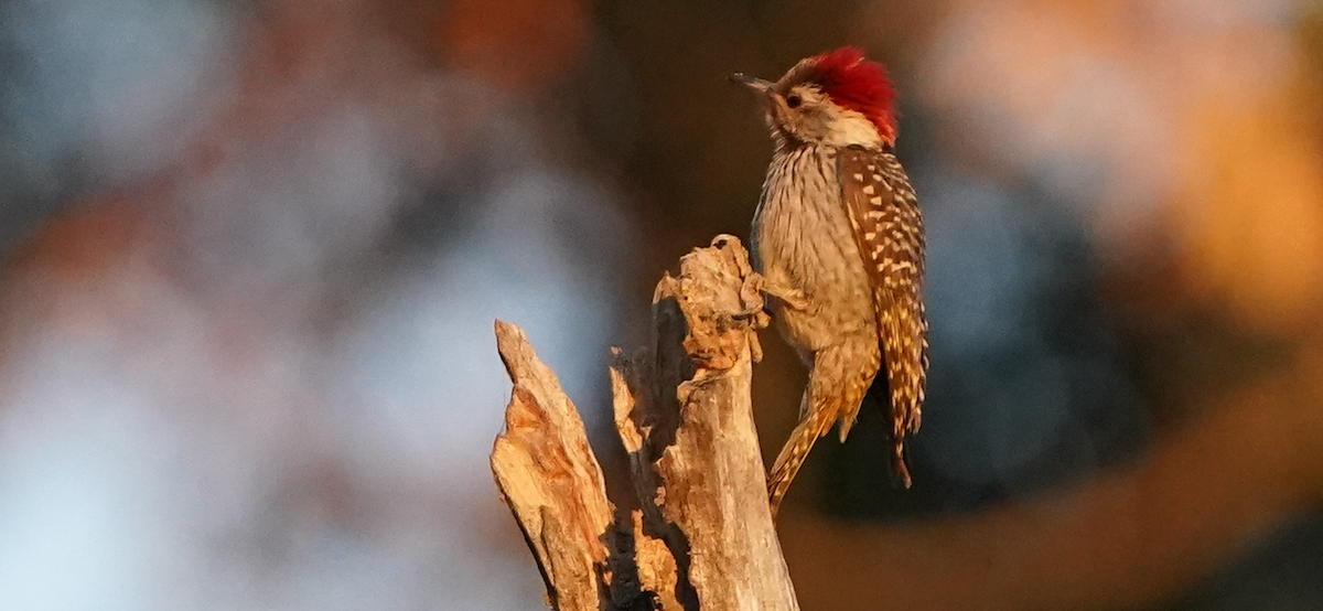 Cardinal Woodpecker - ML640052589