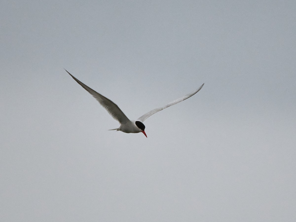 South American Tern - ML640052658