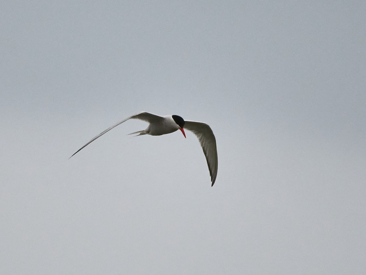 South American Tern - ML640052666