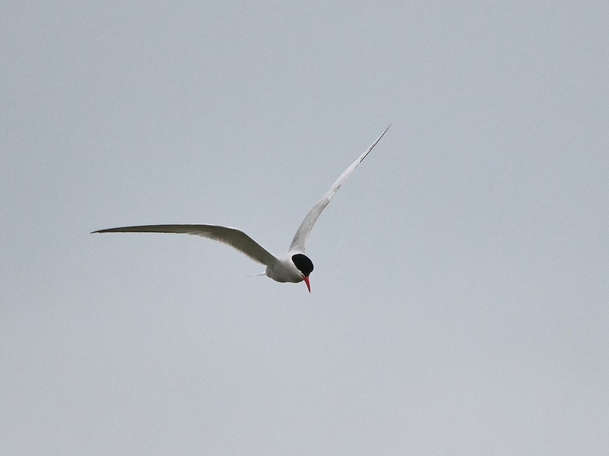 South American Tern - ML640052671