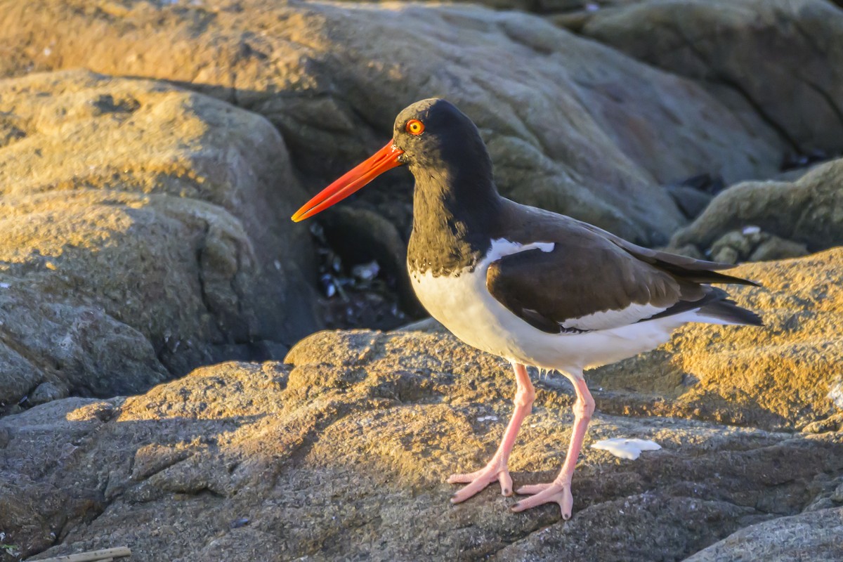 American Oystercatcher - ML640052673