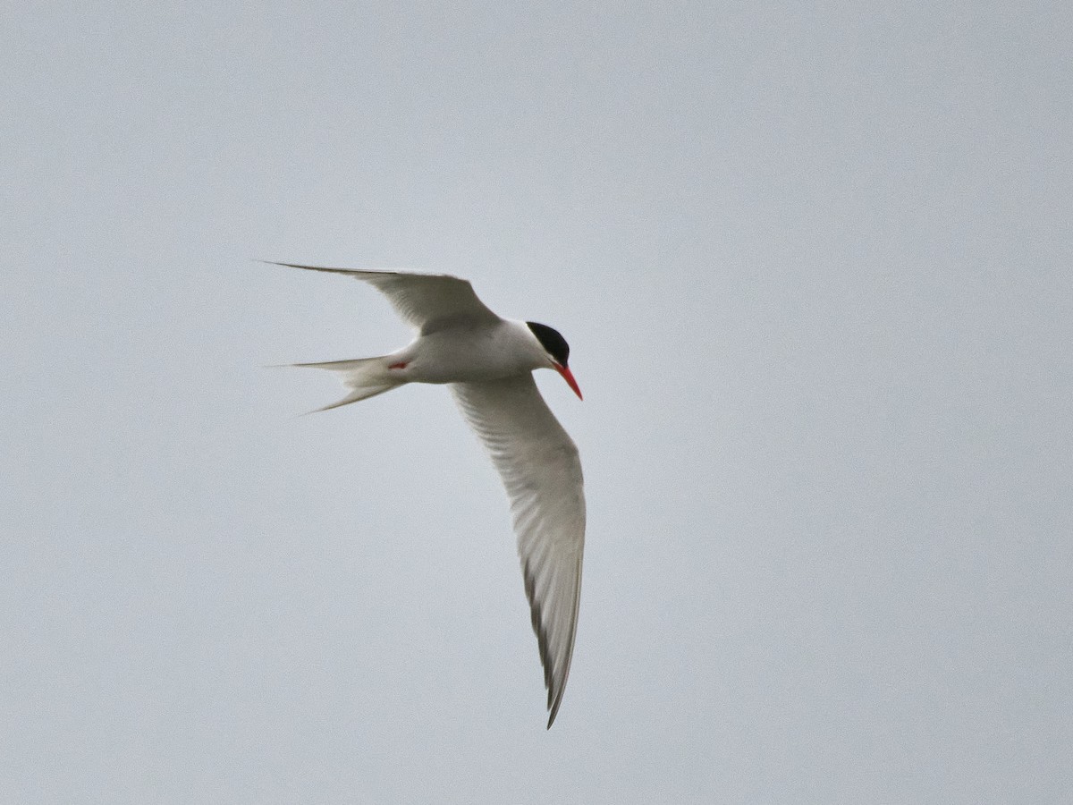 South American Tern - ML640052675