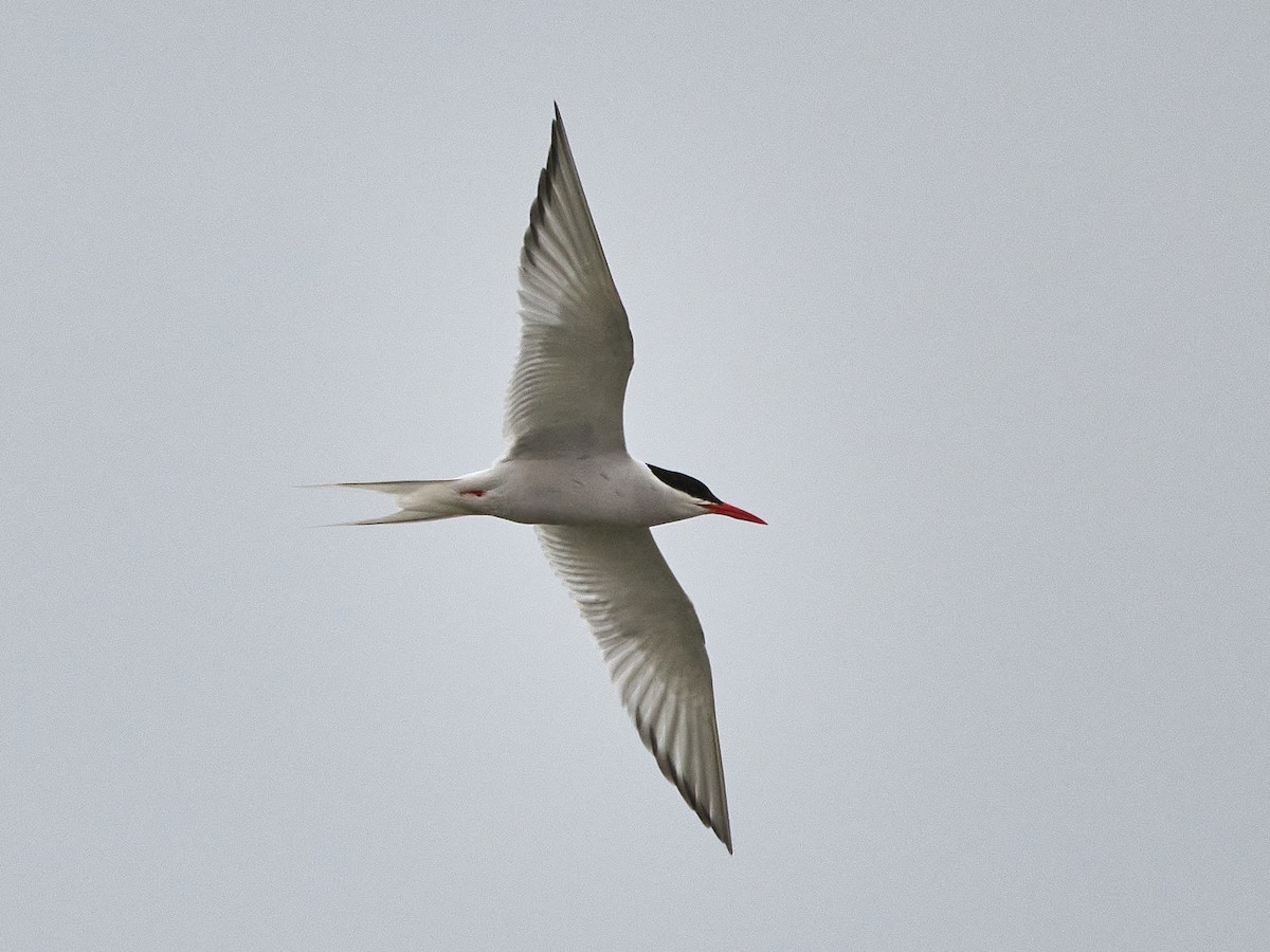 South American Tern - ML640052677