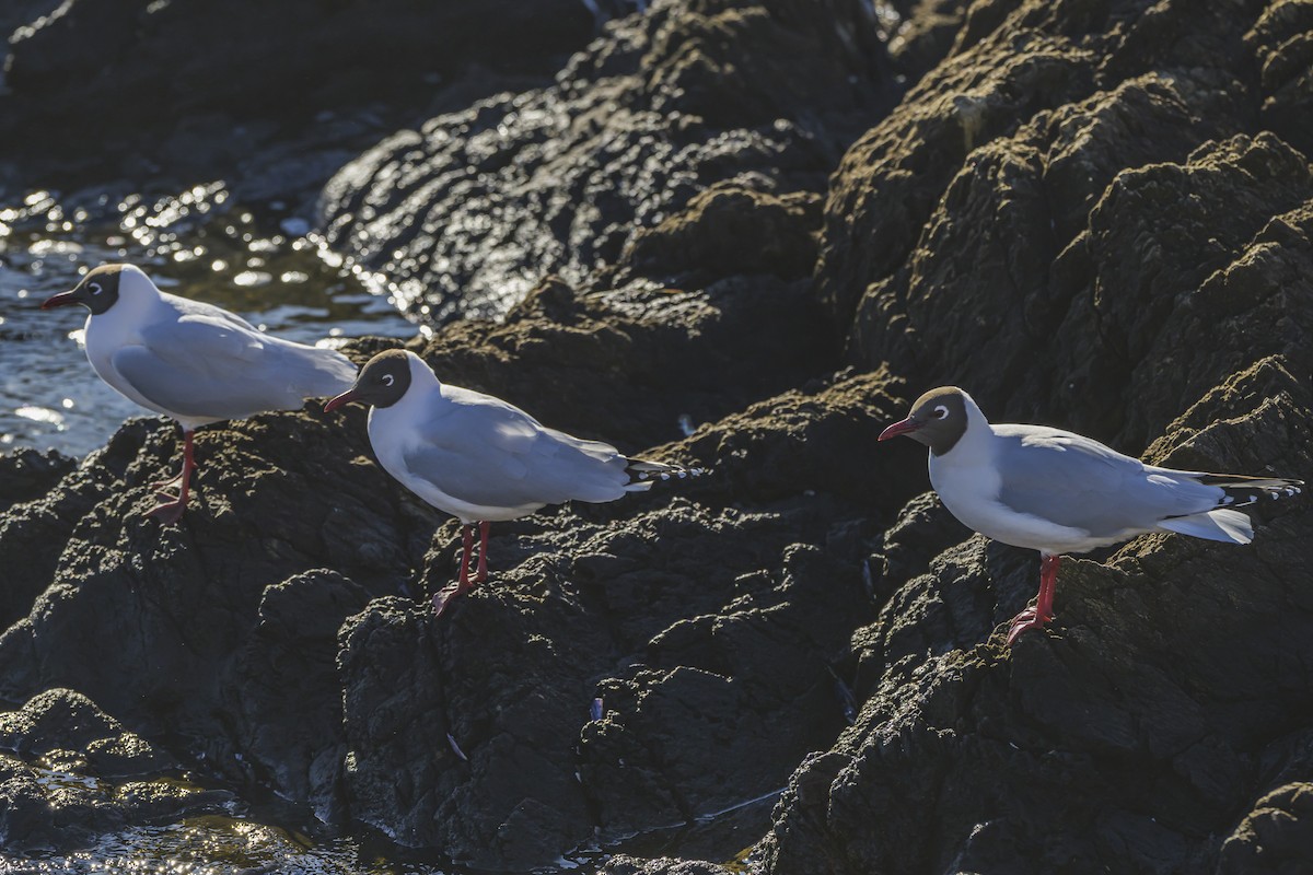 Brown-hooded Gull - ML640052689