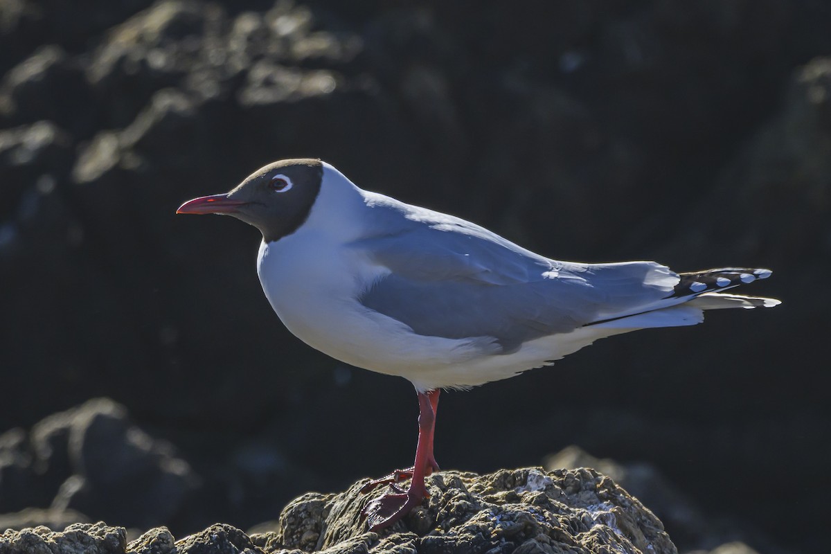 Brown-hooded Gull - ML640052690