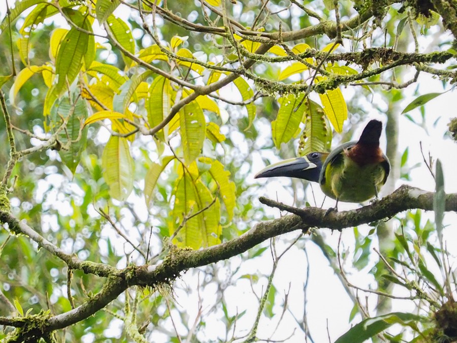 Northern Emerald-Toucanet - ML640052704