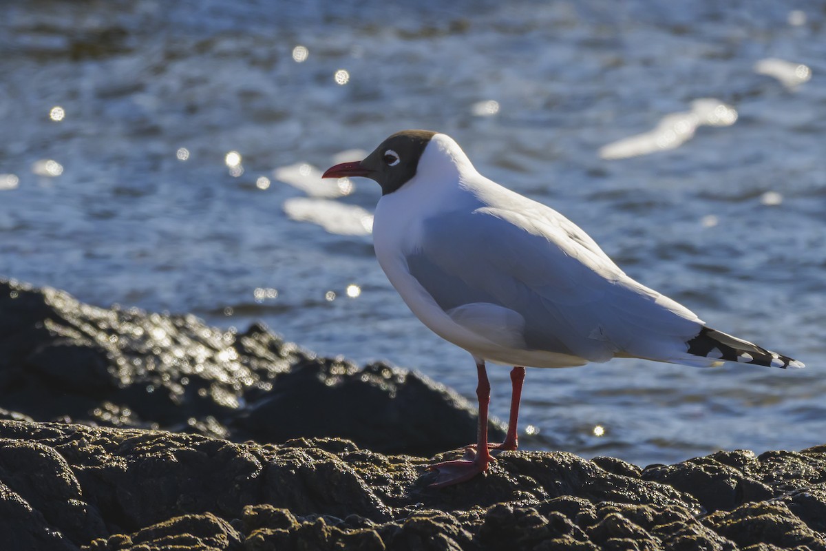 Brown-hooded Gull - ML640052719