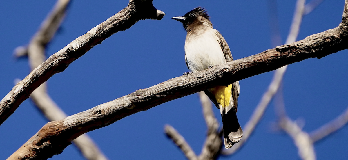 Common Bulbul - ML640052750