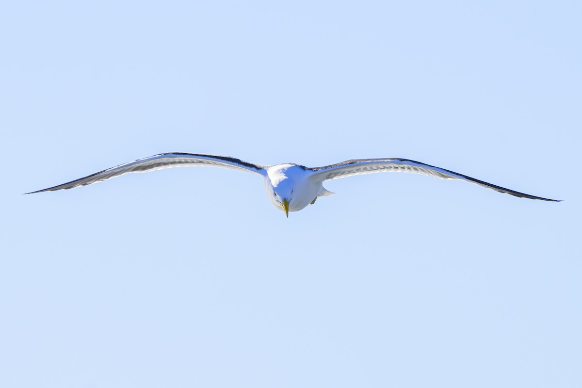Kelp Gull - ML640052757