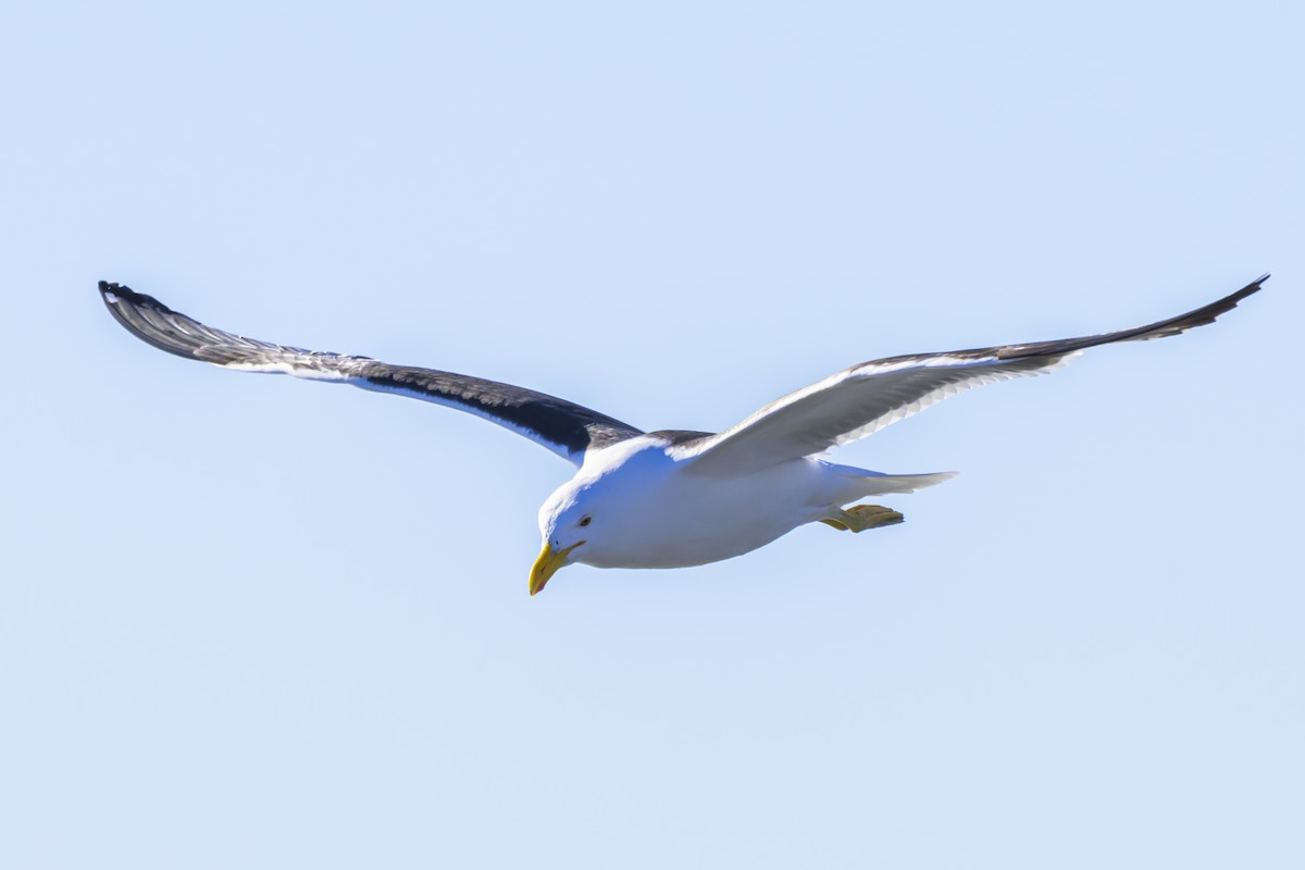 Kelp Gull - ML640052758