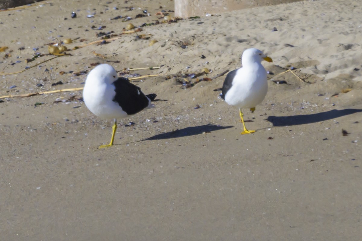 Kelp Gull - ML640052759