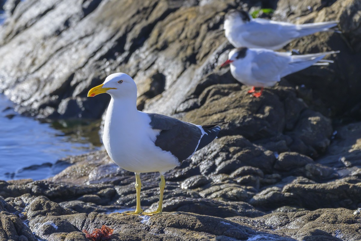 Kelp Gull - ML640052763