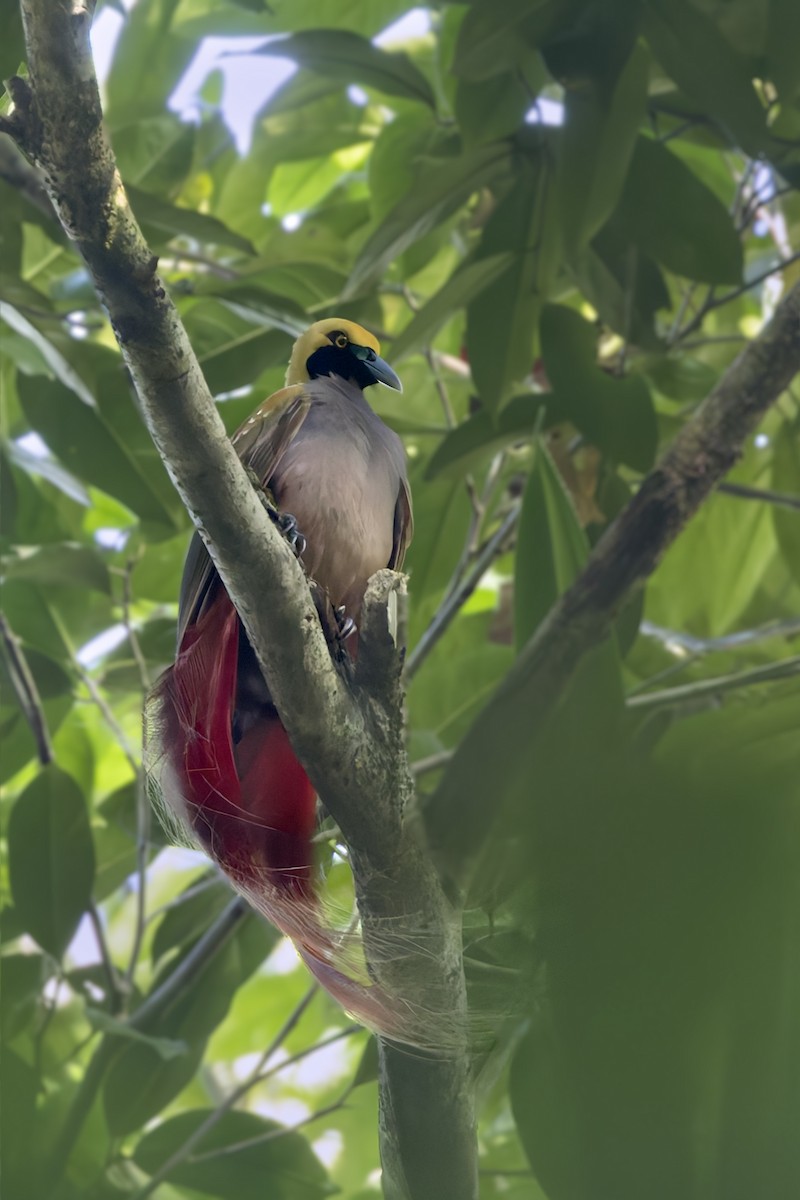 Goldie's Bird-of-Paradise - ML640052771