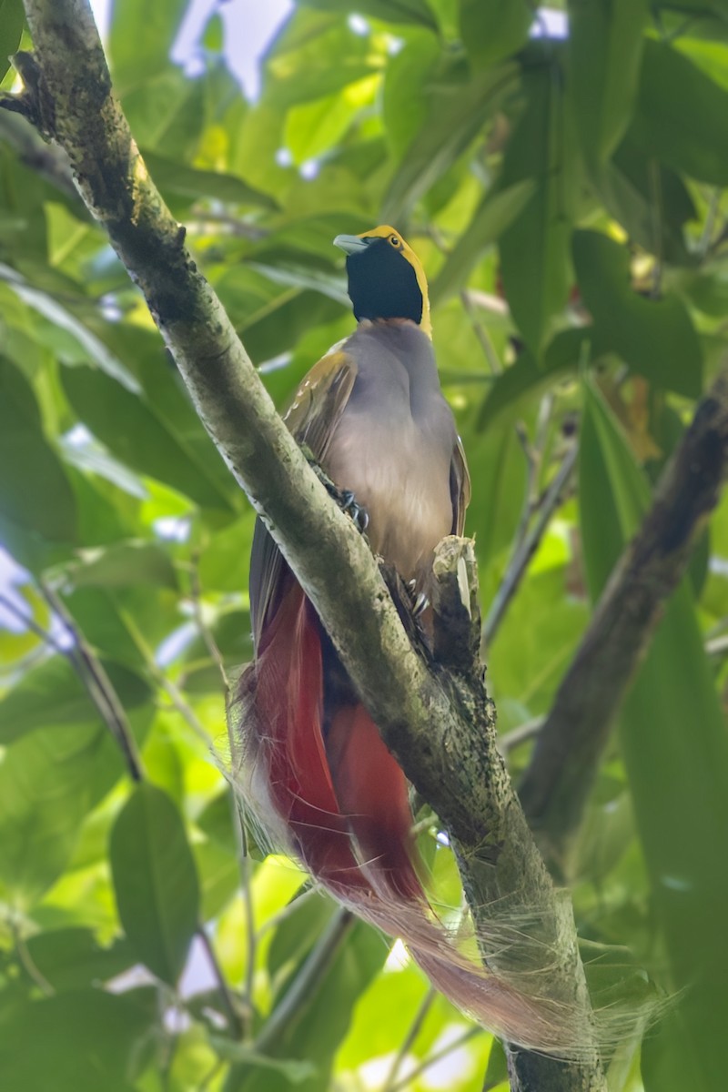 Goldie's Bird-of-Paradise - ML640052772