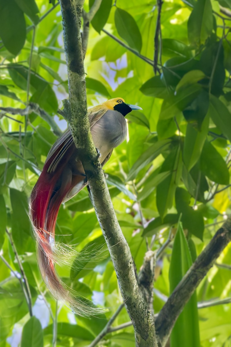 Goldie's Bird-of-Paradise - ML640052773