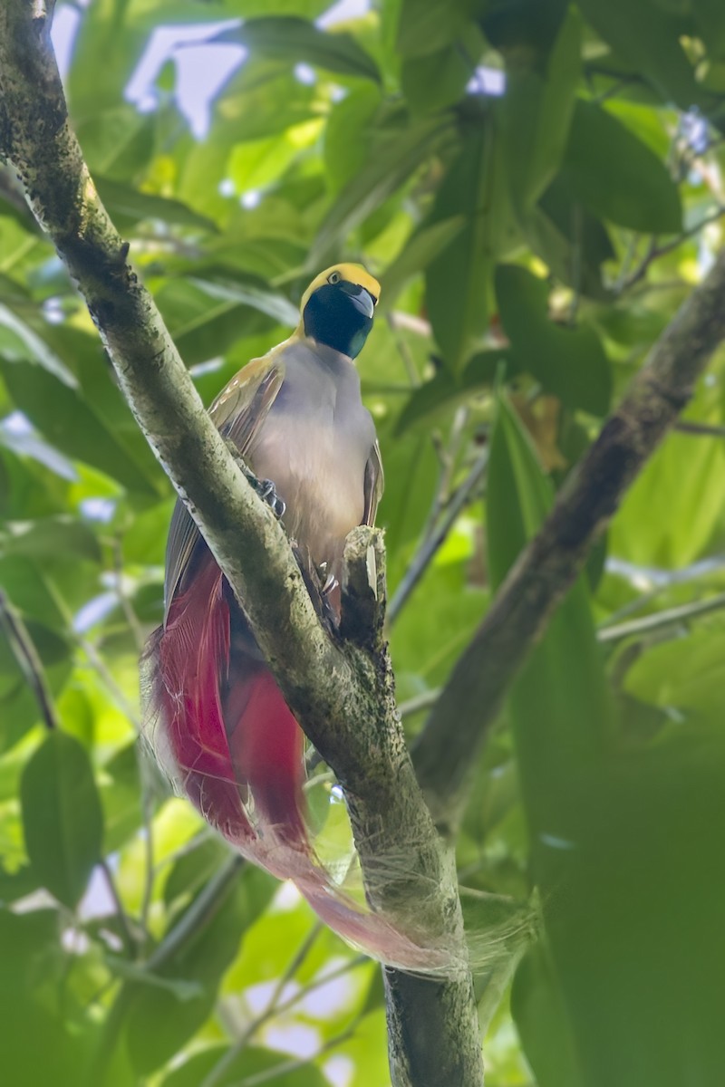 Goldie's Bird-of-Paradise - ML640052774