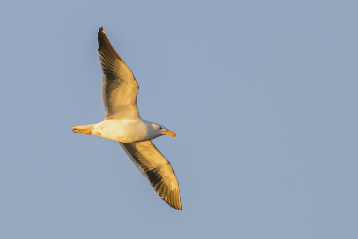 Kelp Gull - ML640052776