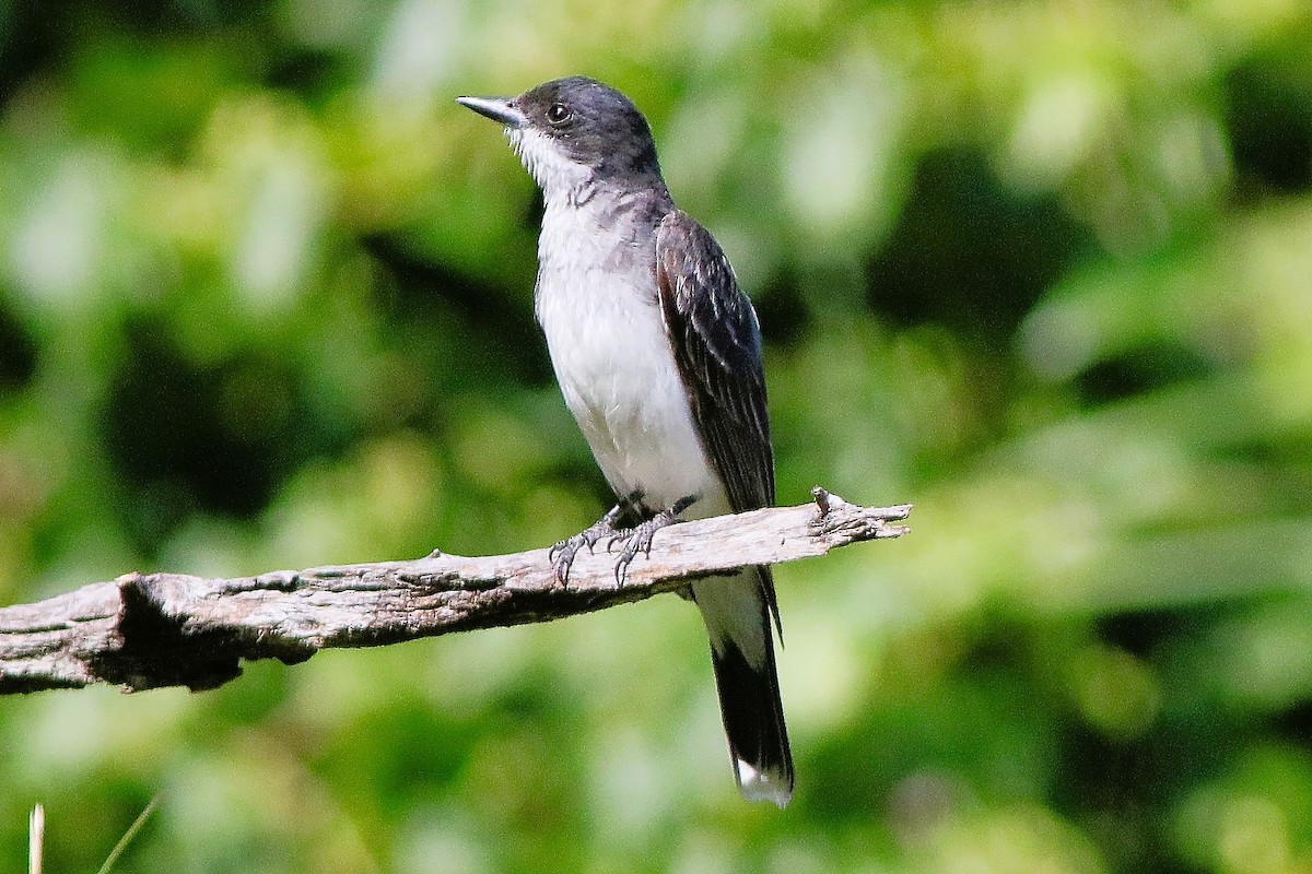 Eastern Kingbird - ML640052799