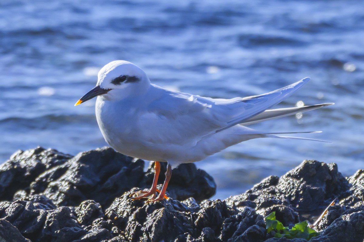 Snowy-crowned Tern - ML640052810