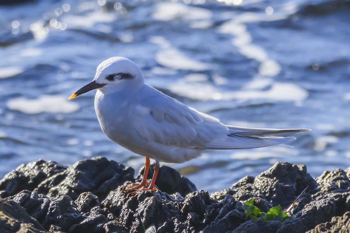Snowy-crowned Tern - ML640052816