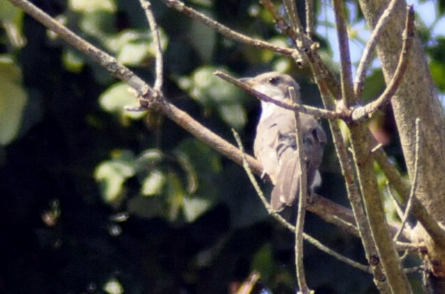 Yellow-billed Cuckoo - ML640052835