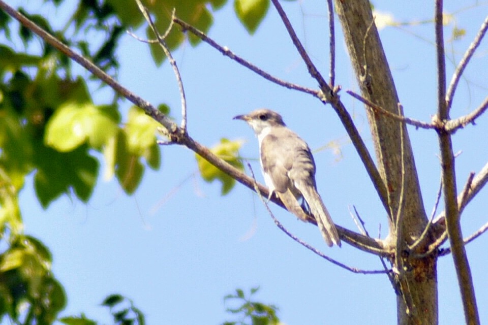 Yellow-billed Cuckoo - ML640052836