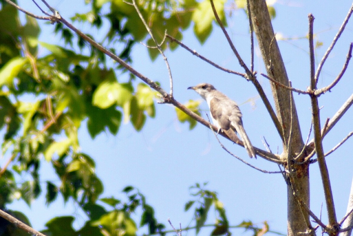 Yellow-billed Cuckoo - ML640052837