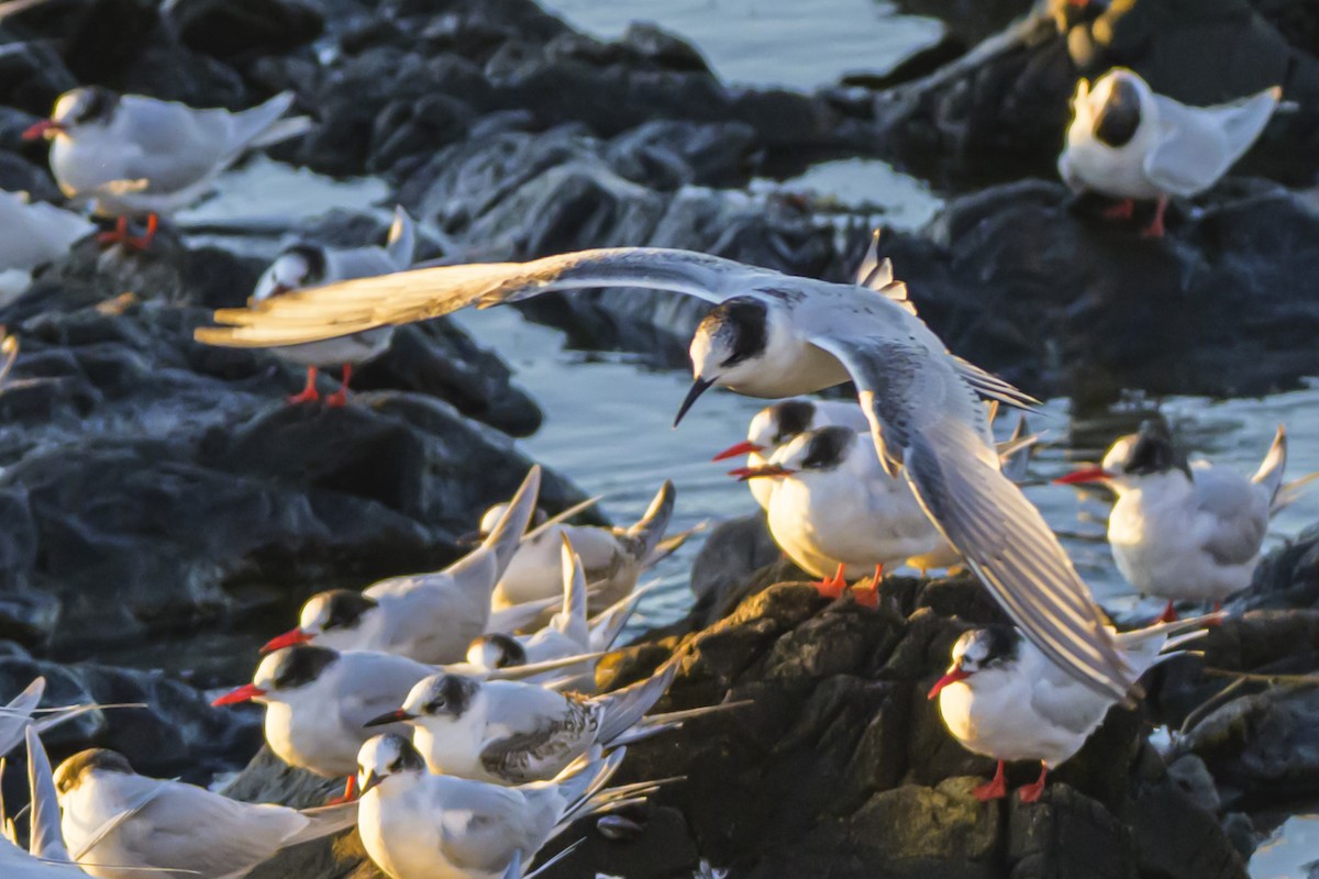 South American Tern - ML640052843