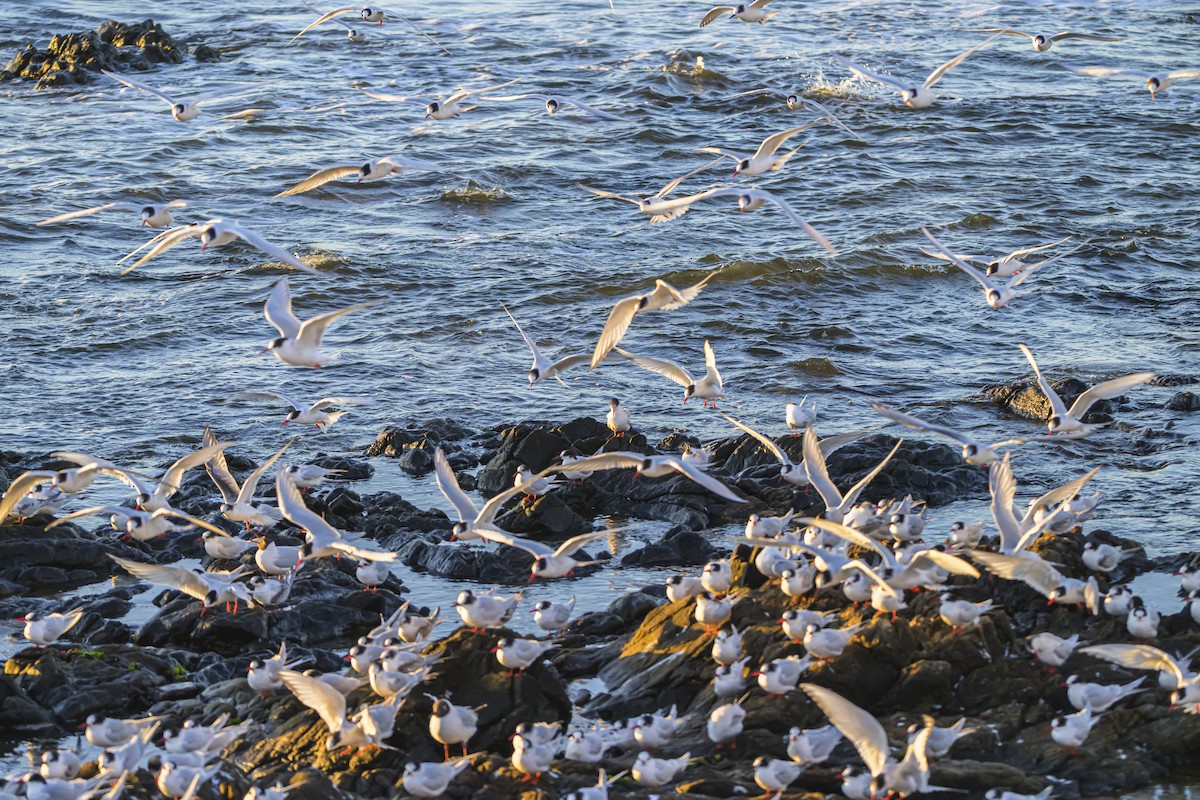 South American Tern - ML640052848