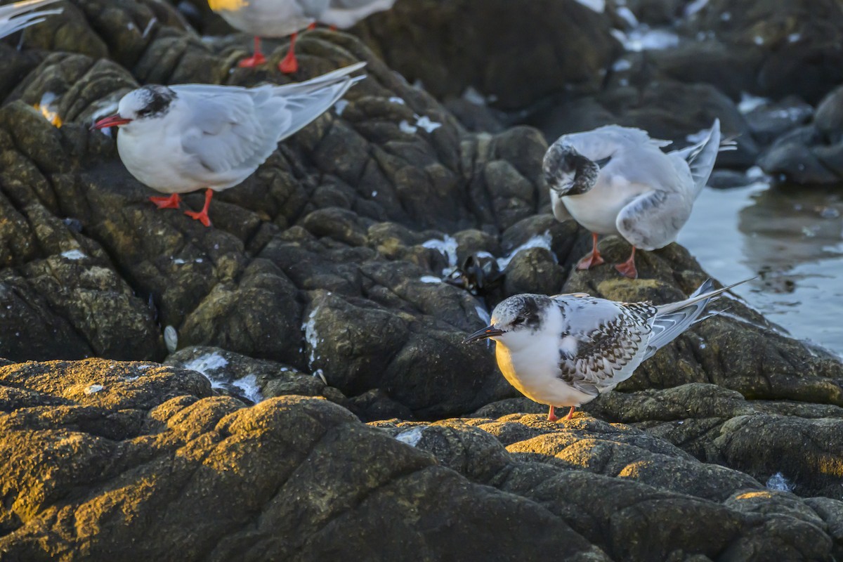South American Tern - ML640052854