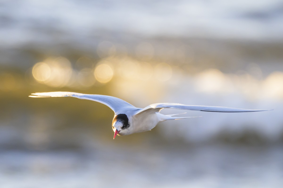 South American Tern - ML640052856