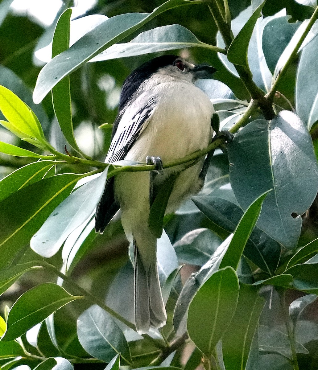 Black-backed Puffback (White-winged) - ML640052857