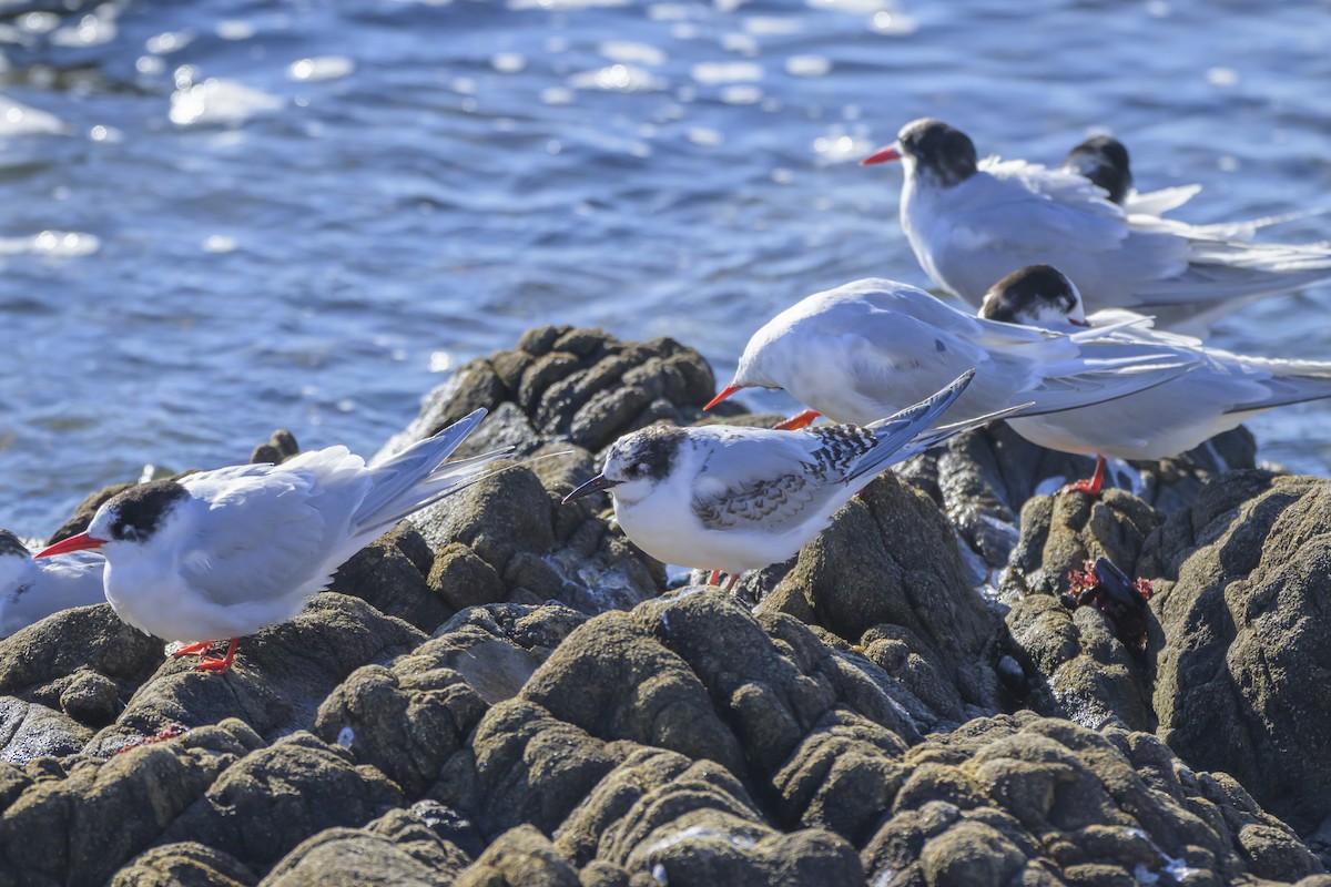 South American Tern - ML640052863